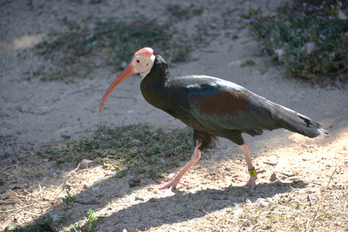 World of Birds Wildlife Sanctuary.